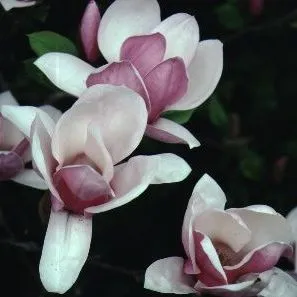 thumbnail for publication: Magnolia x soulangiana 'Lennei': 'Lennei' Saucer Magnolia